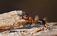 Southern Wood Ants (Formica rufa)
